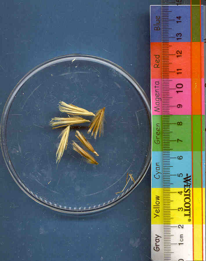 Click for 1 image(s) for this accession. KERNELS