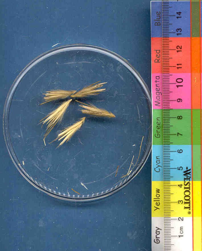 Click for 1 image(s) for this accession. KERNELS