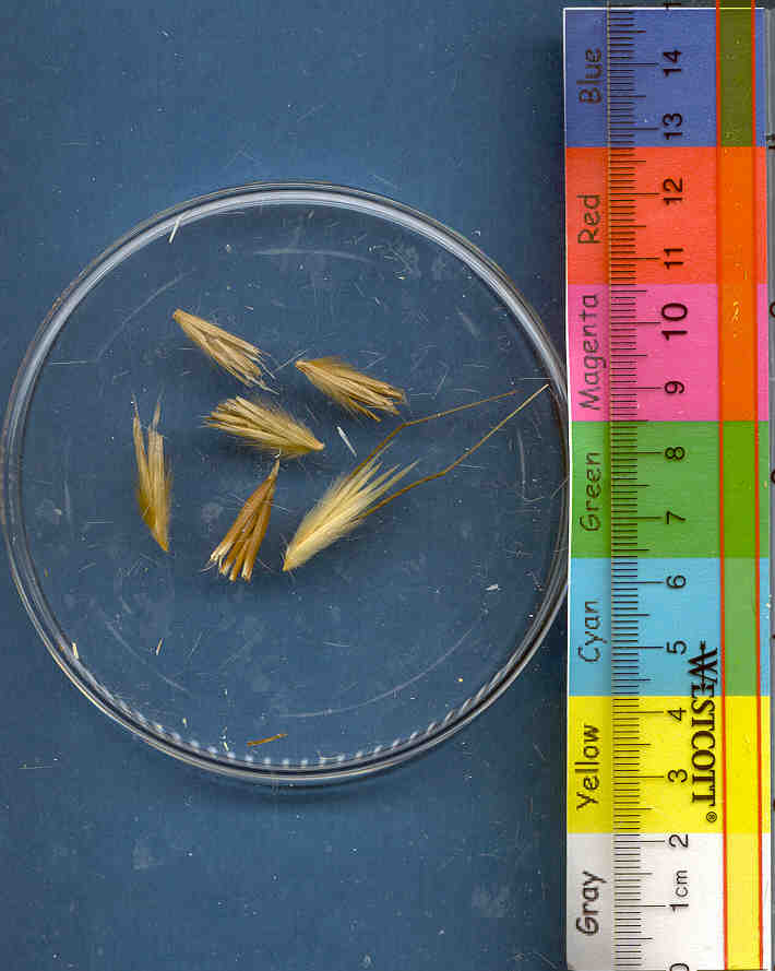 Click for 1 image(s) for this accession. KERNELS