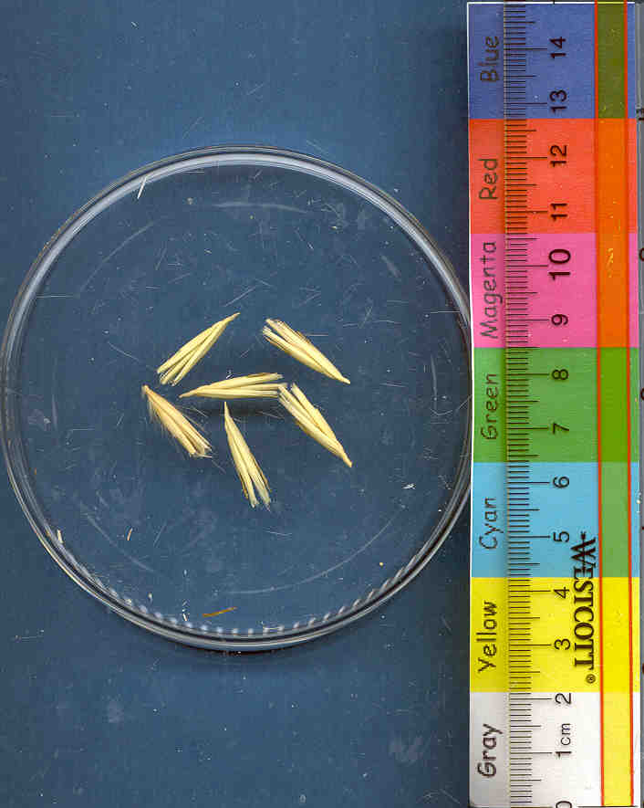 Click for 1 image(s) for this accession. KERNELS