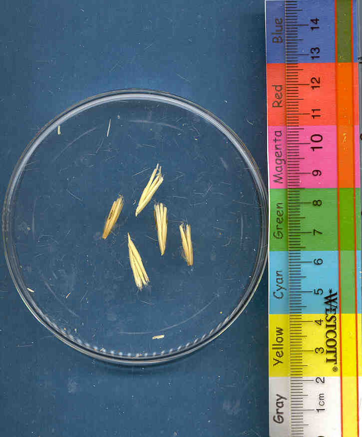Click for 1 image(s) for this accession. KERNELS