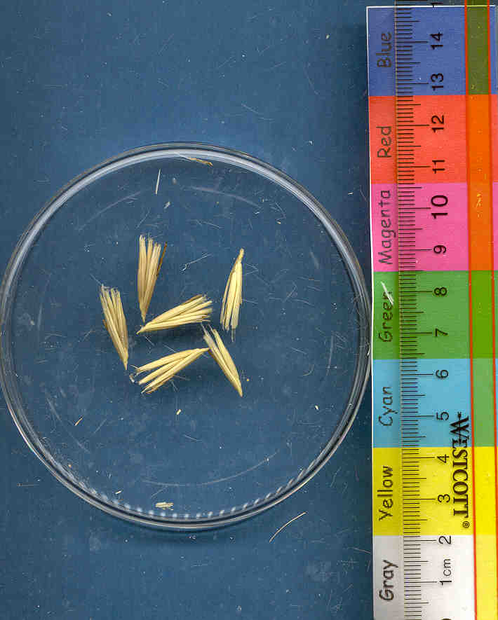 Click for 1 image(s) for this accession. KERNELS