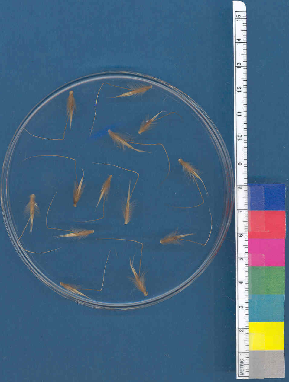Click for 1 image(s) for this accession. KERNELS