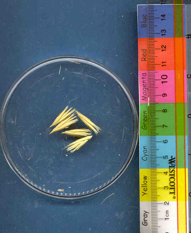 Click for 1 image(s) for this accession. KERNELS