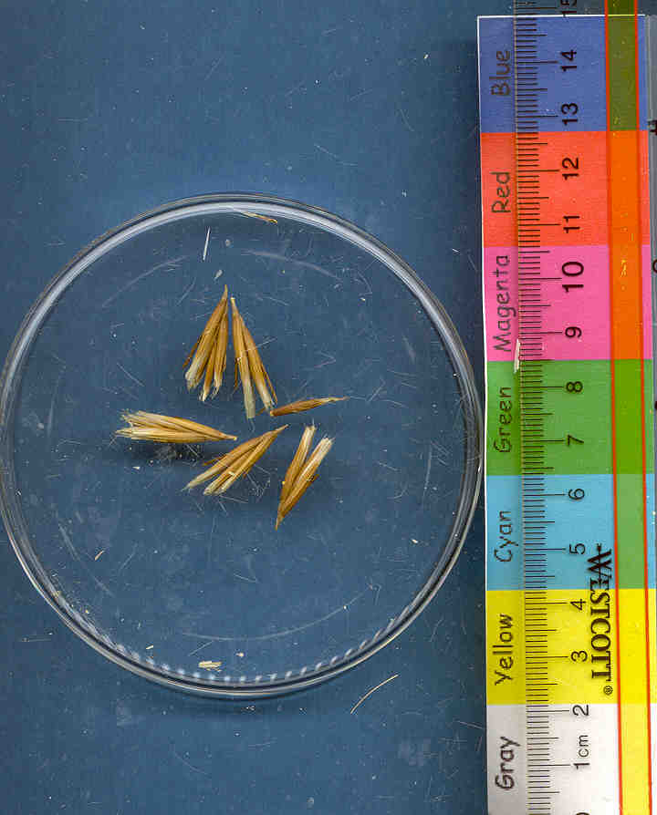 Click for 1 image(s) for this accession. KERNELS