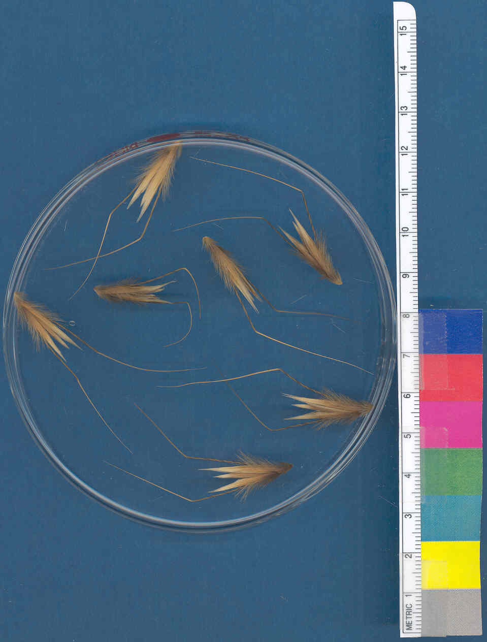 Click for 1 image(s) for this accession. KERNELS