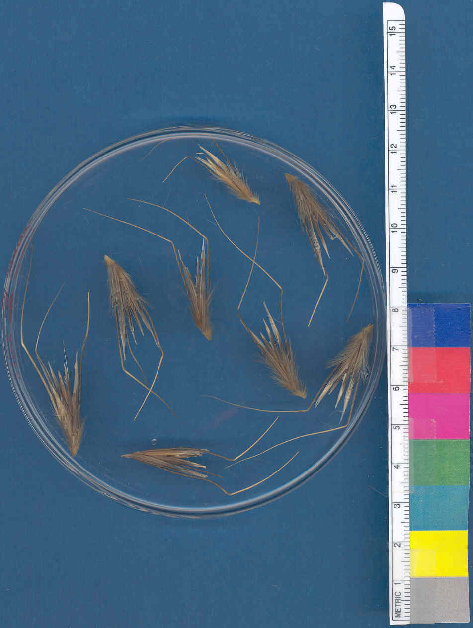 Click for 1 image(s) for this accession. KERNELS