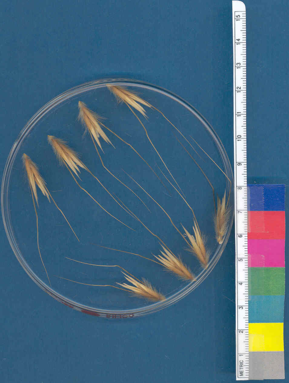 Click for 1 image(s) for this accession. KERNELS