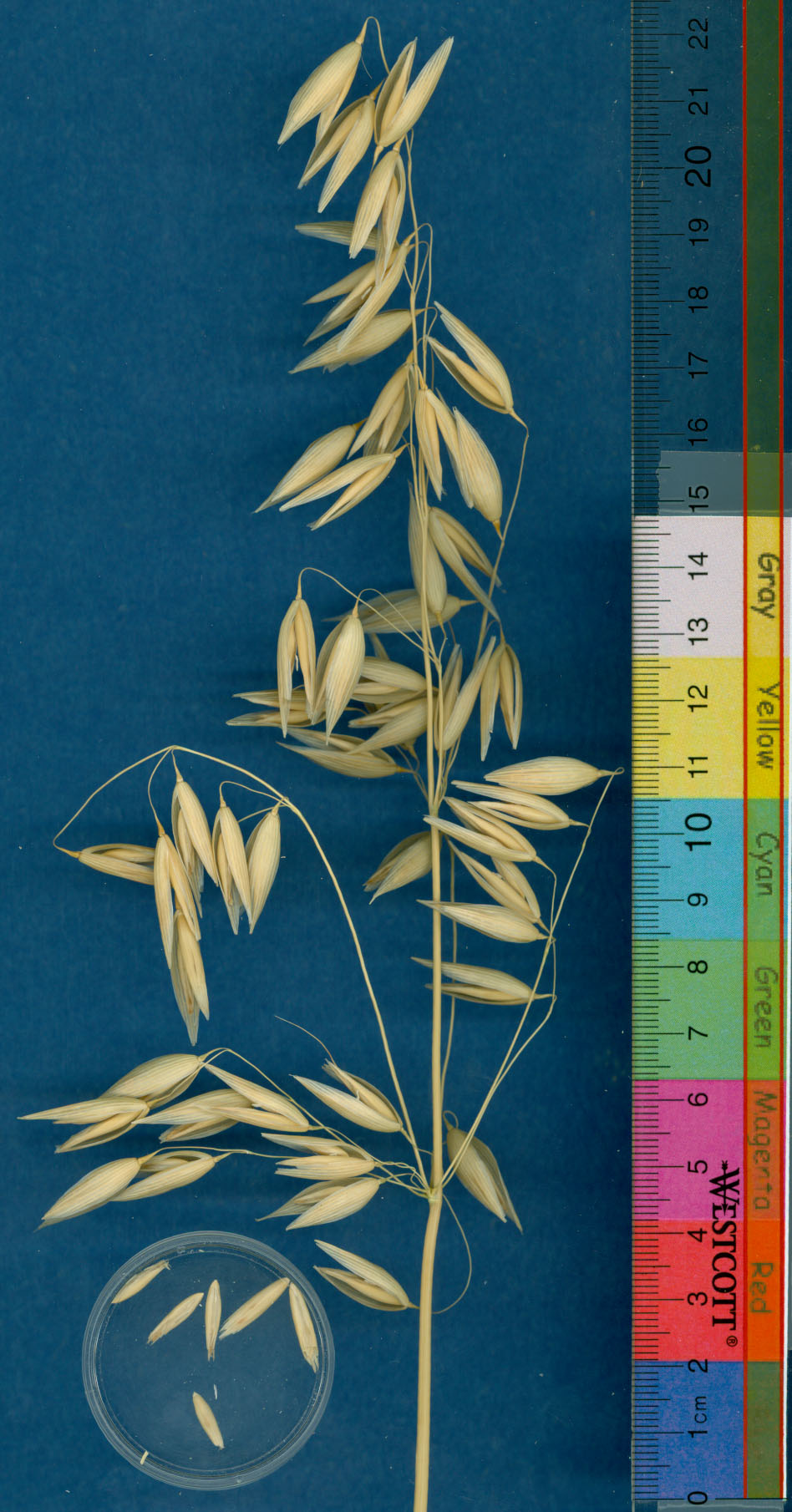 KERNELS