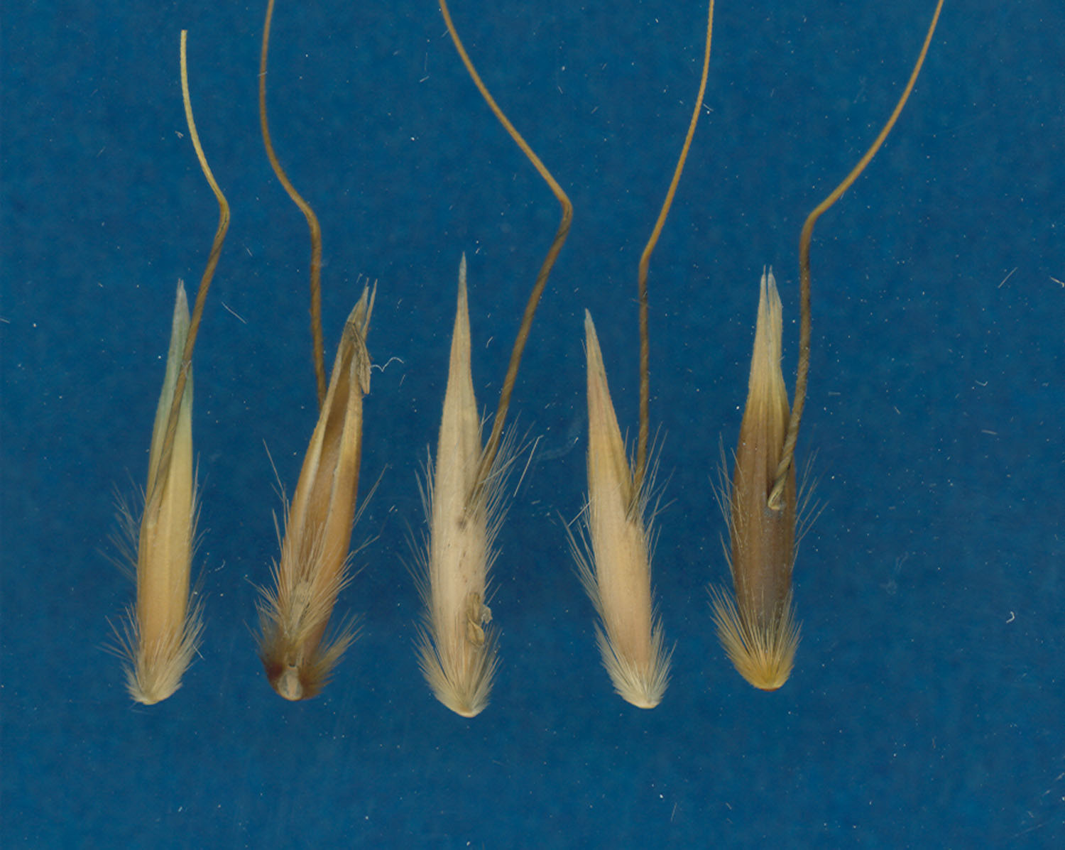 KERNELS