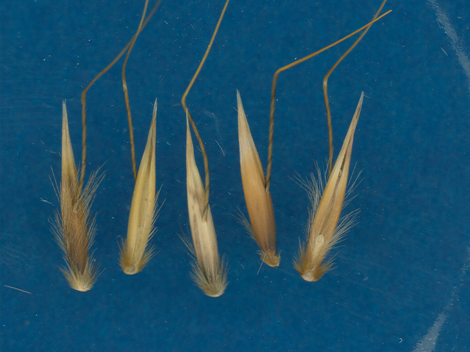 KERNELS