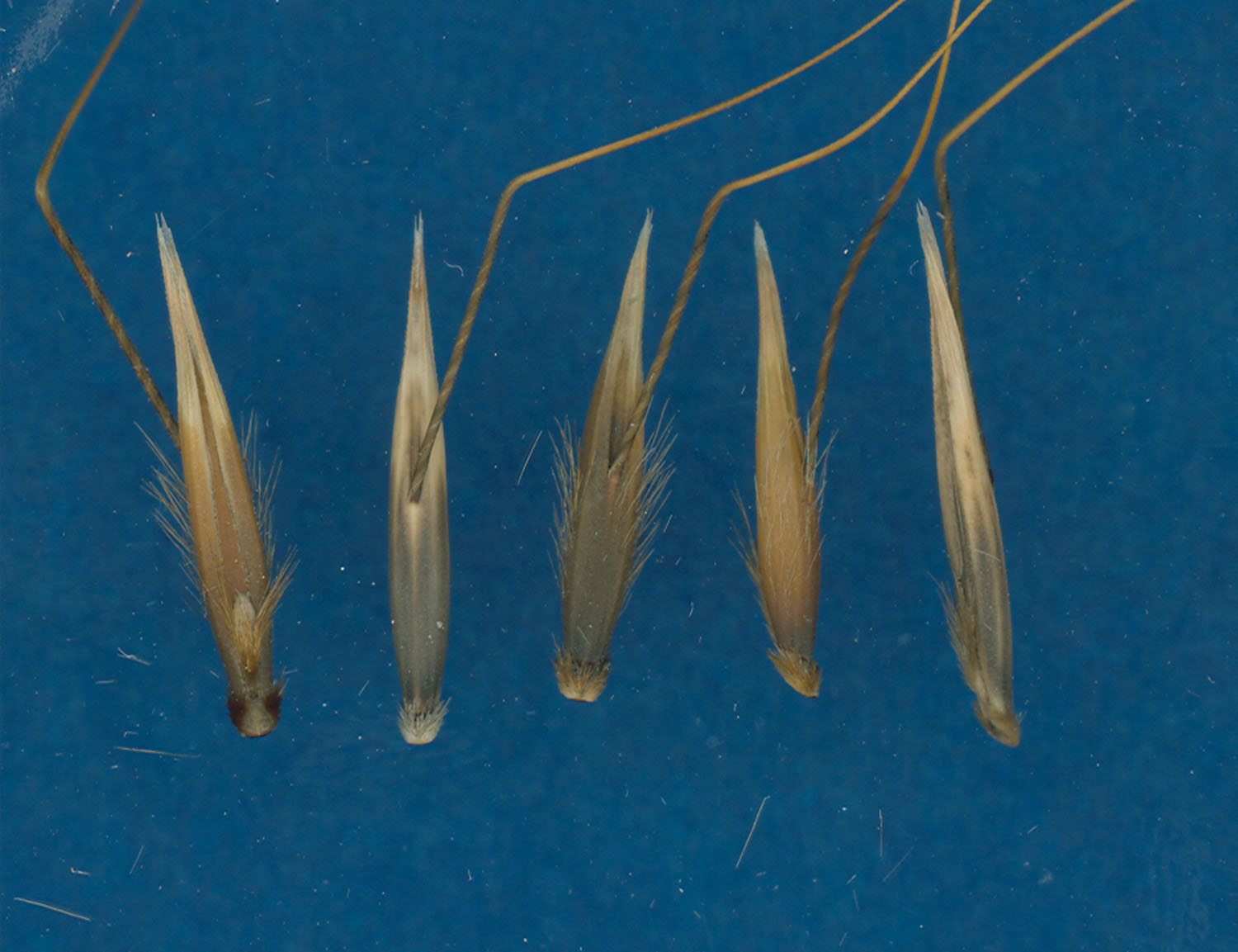 KERNELS