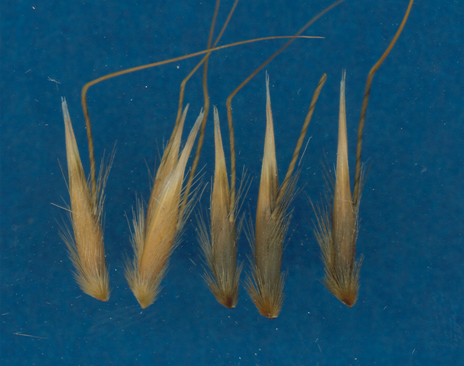 KERNELS