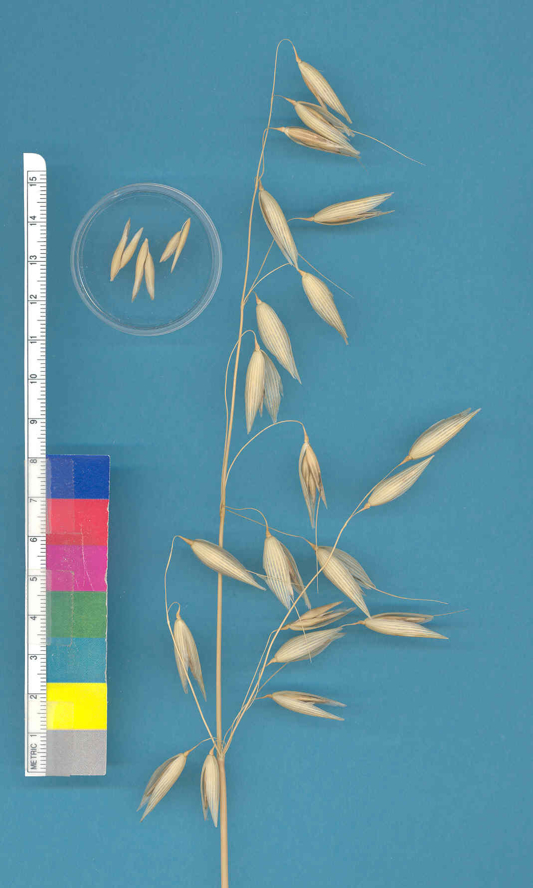 KERNELS