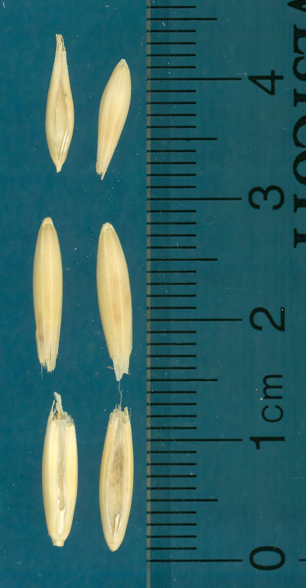 Click for 3 image(s) for this accession. KERNELS