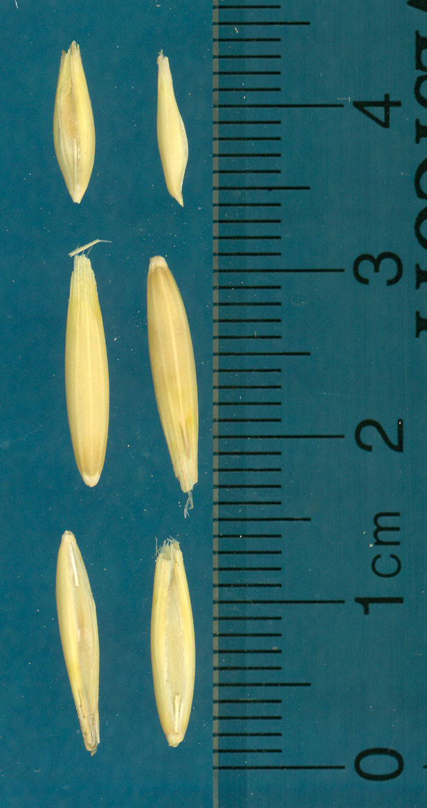 Click for 3 image(s) for this accession. KERNELS