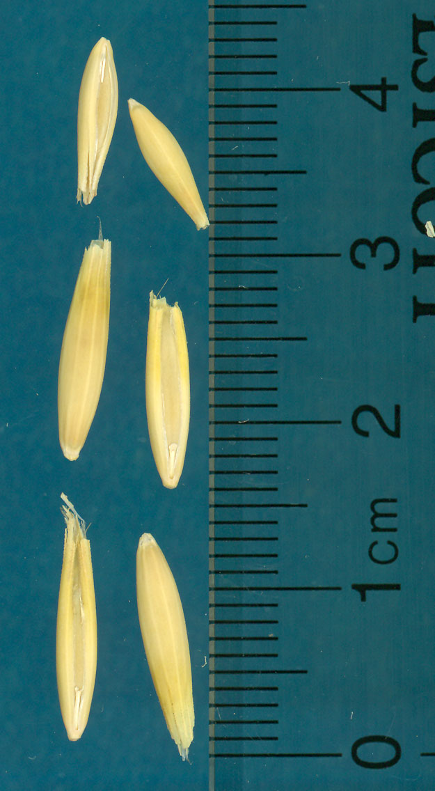 Click for 3 image(s) for this accession. KERNELS