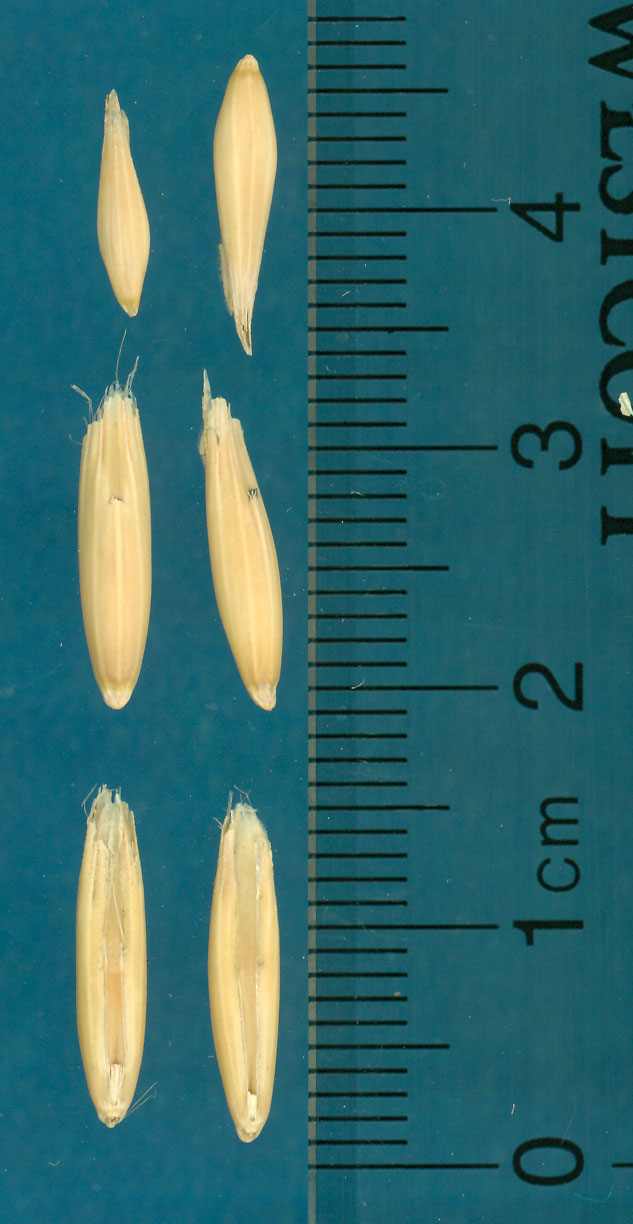 Click for 3 image(s) for this accession. KERNELS