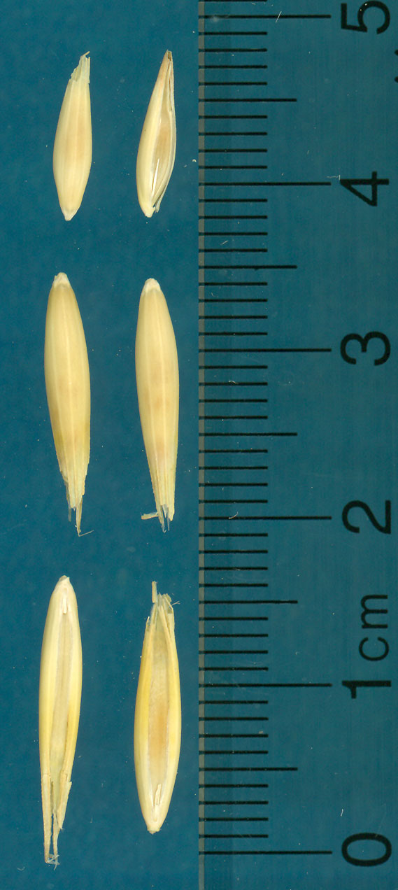 Click for 3 image(s) for this accession. KERNELS