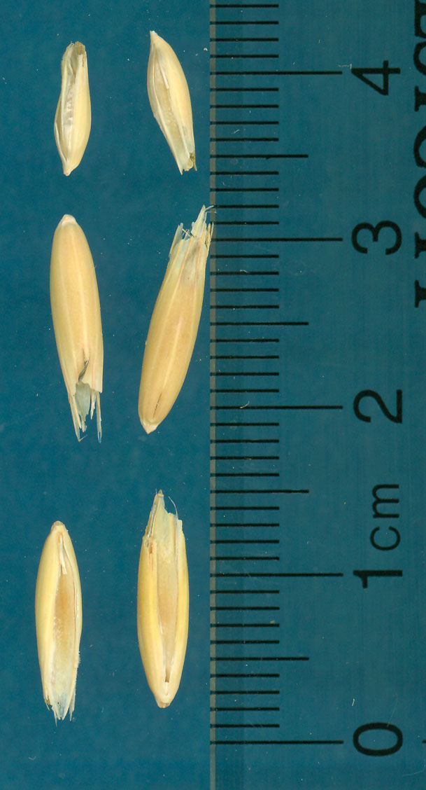 KERNELS