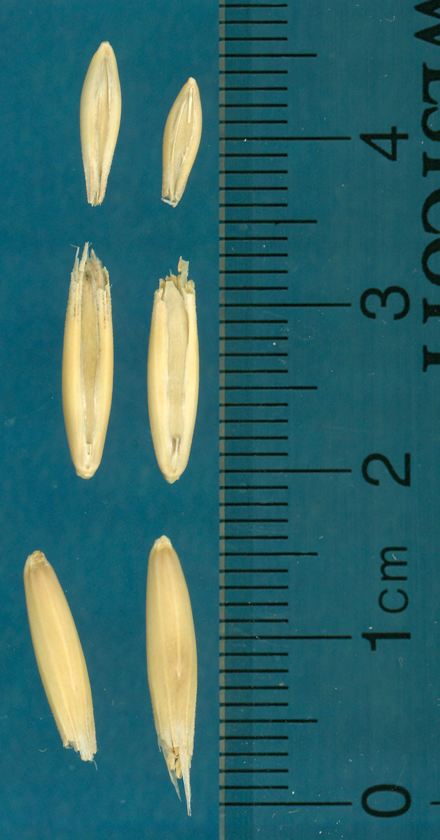 Click for 3 image(s) for this accession. KERNELS