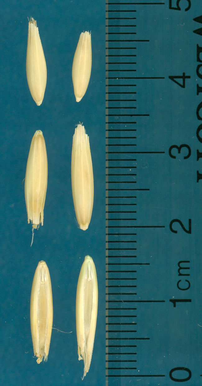 Click for 3 image(s) for this accession. KERNELS