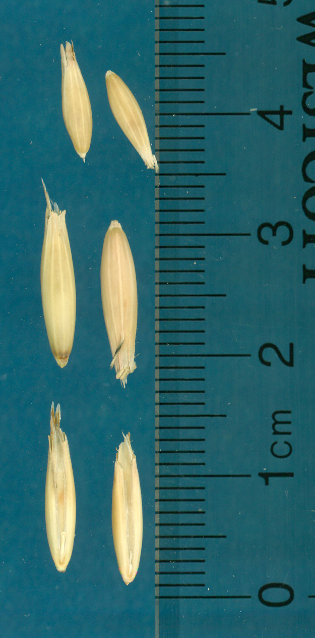 KERNELS