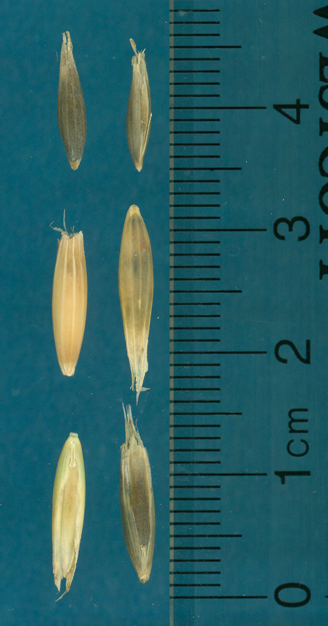 Click for 3 image(s) for this accession. KERNELS