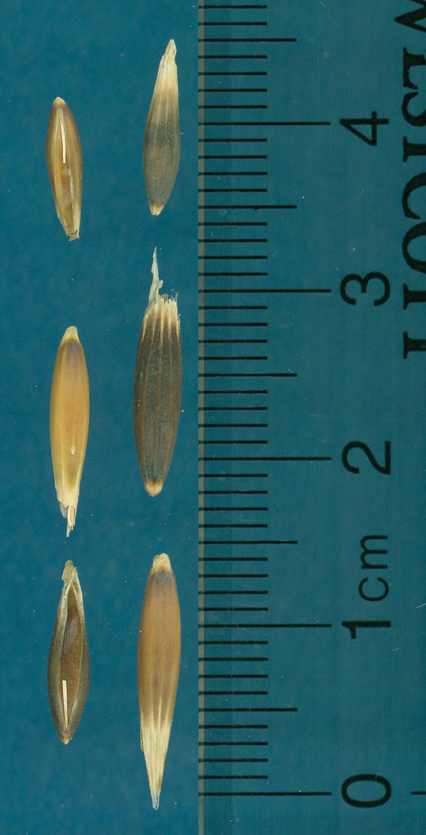 KERNELS