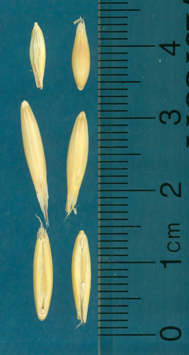 Click for 3 image(s) for this accession. KERNELS