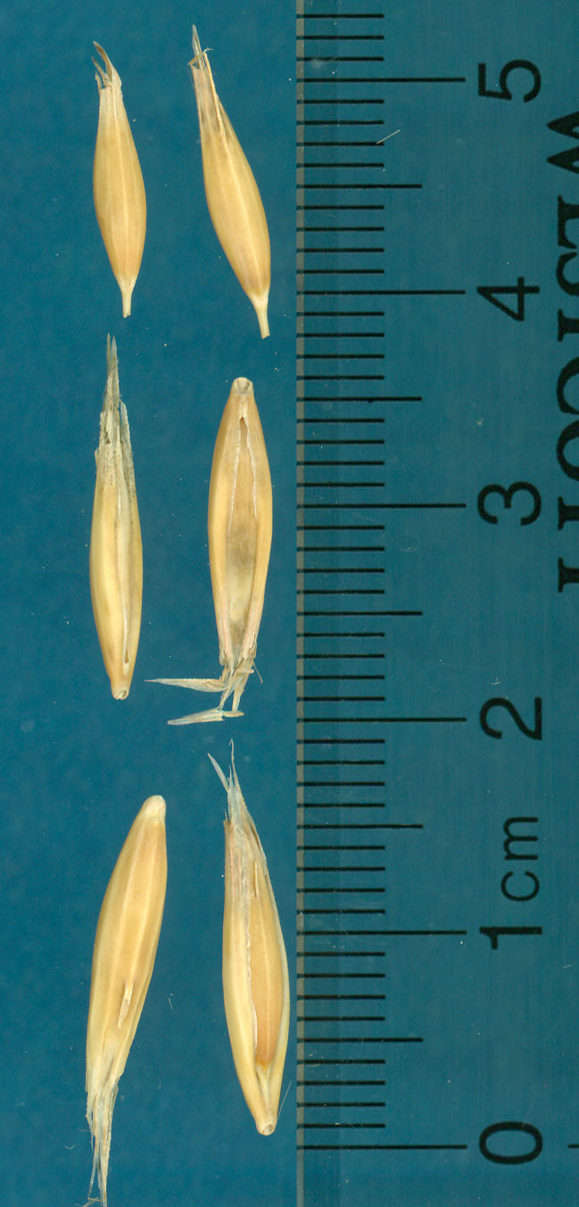 KERNELS