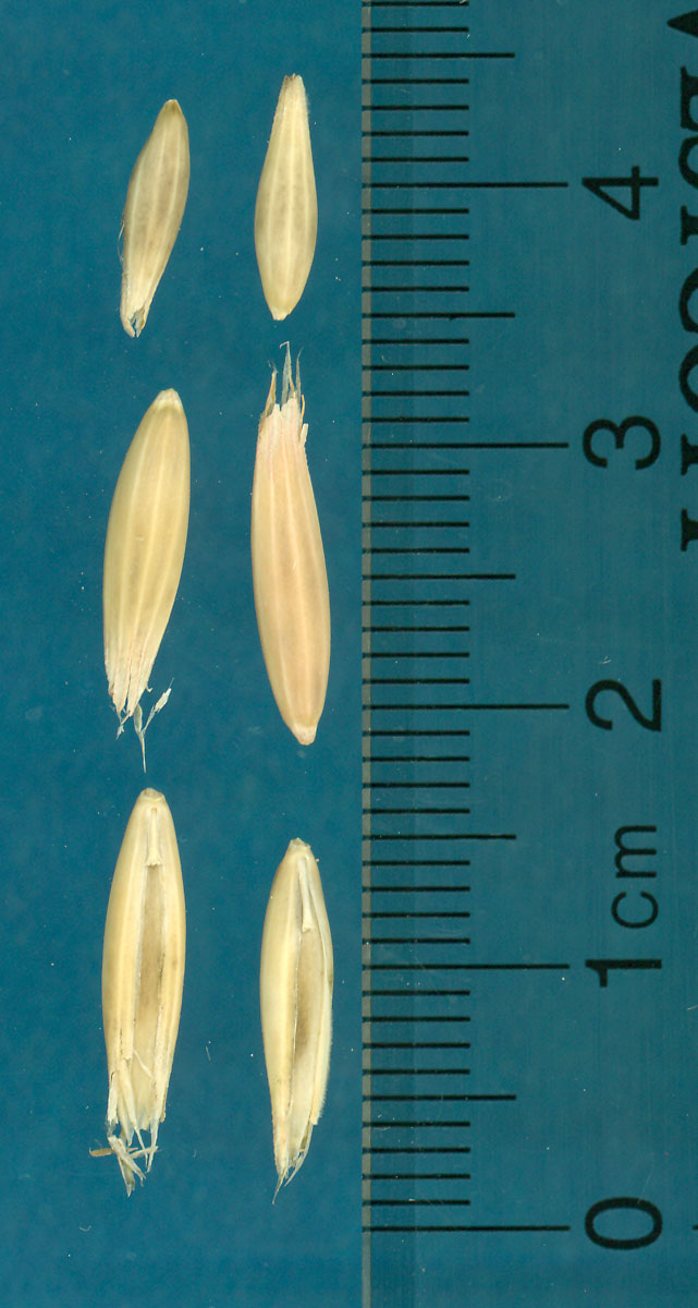 KERNELS