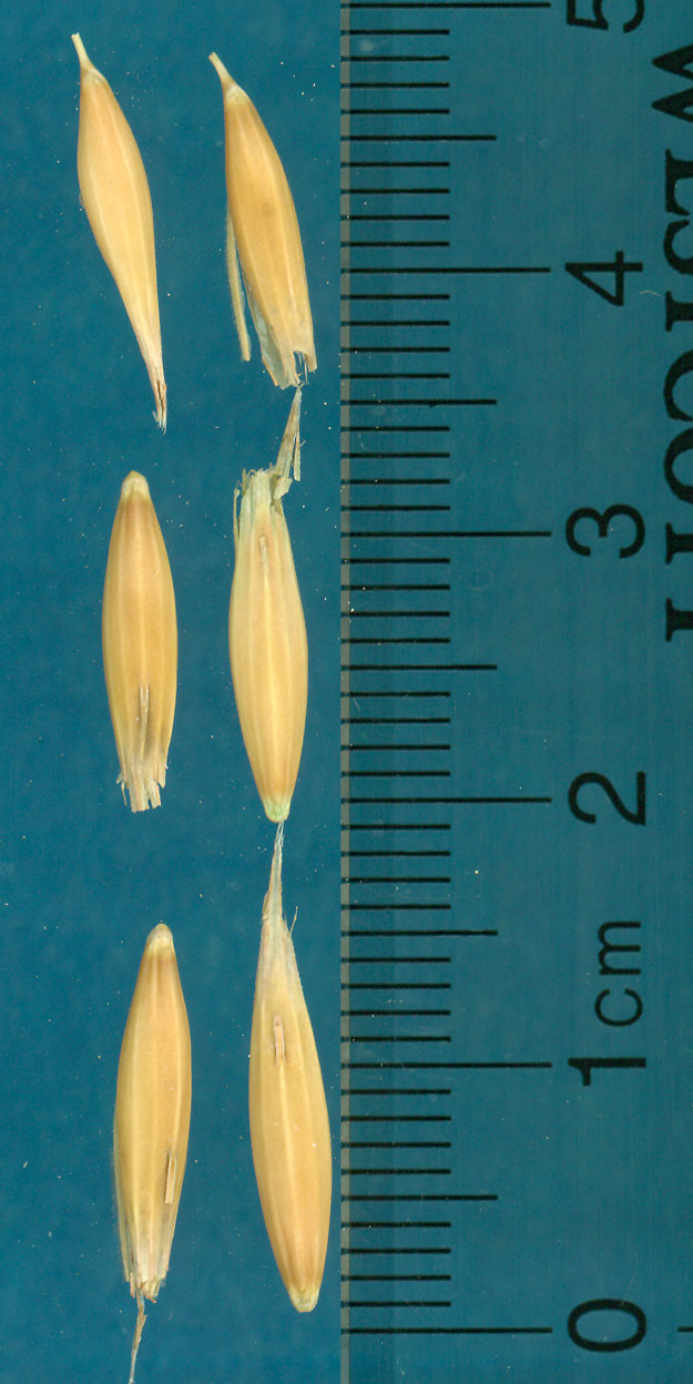 Click for 3 image(s) for this accession. KERNELS