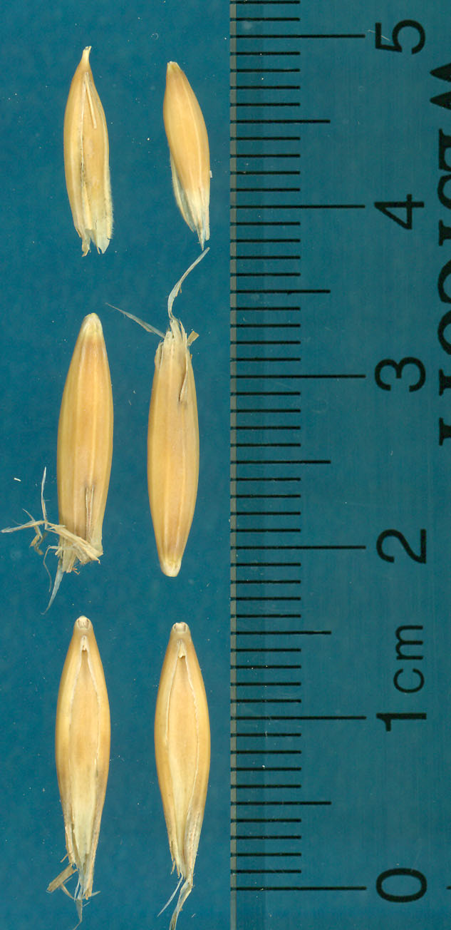 Click for 3 image(s) for this accession. KERNELS