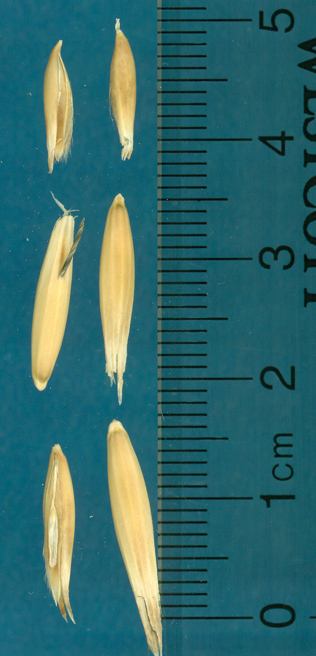 Click for 3 image(s) for this accession. KERNELS