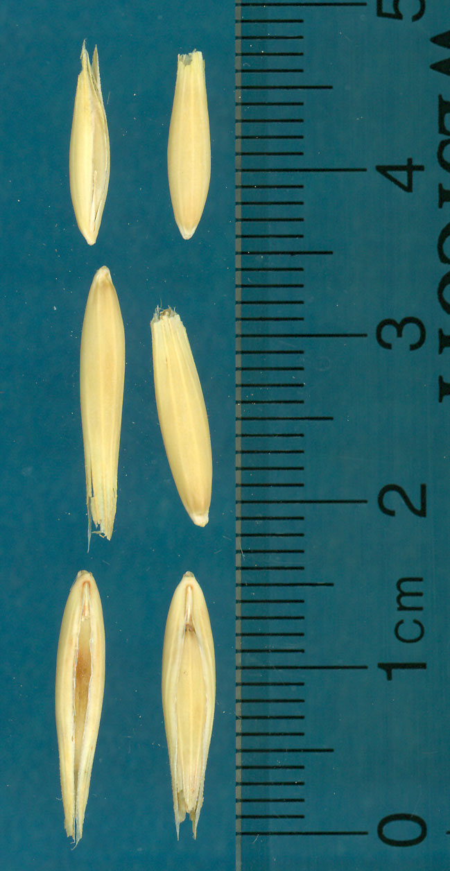 KERNELS