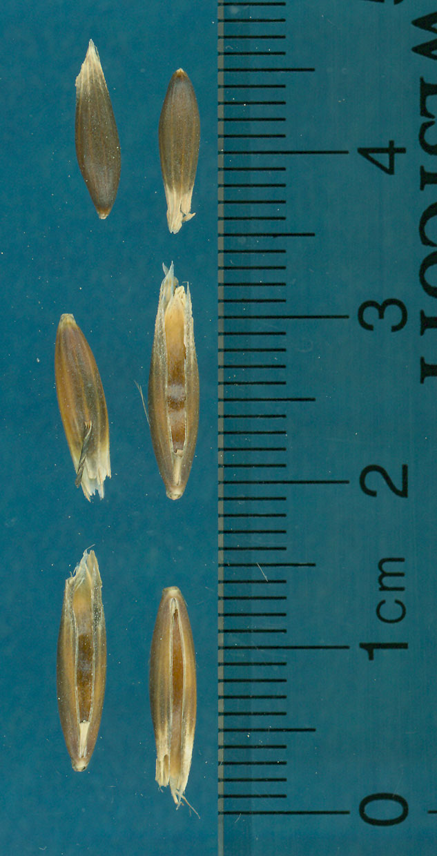 KERNELS