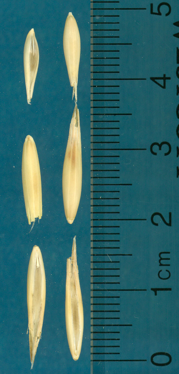 Click for 3 image(s) for this accession. KERNELS