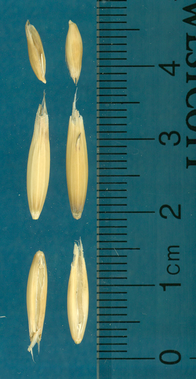 KERNELS