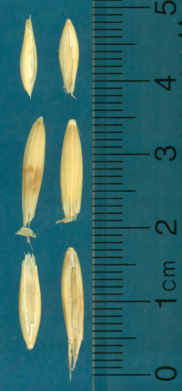 Click for 3 image(s) for this accession. KERNELS