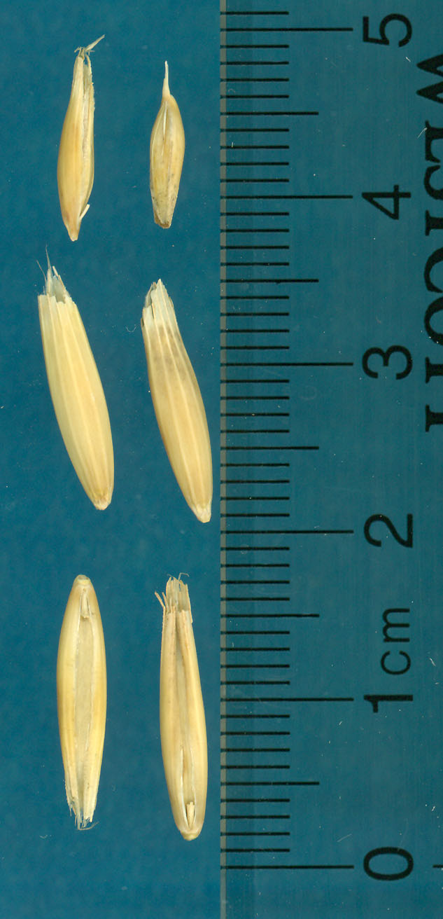 Click for 3 image(s) for this accession. KERNELS