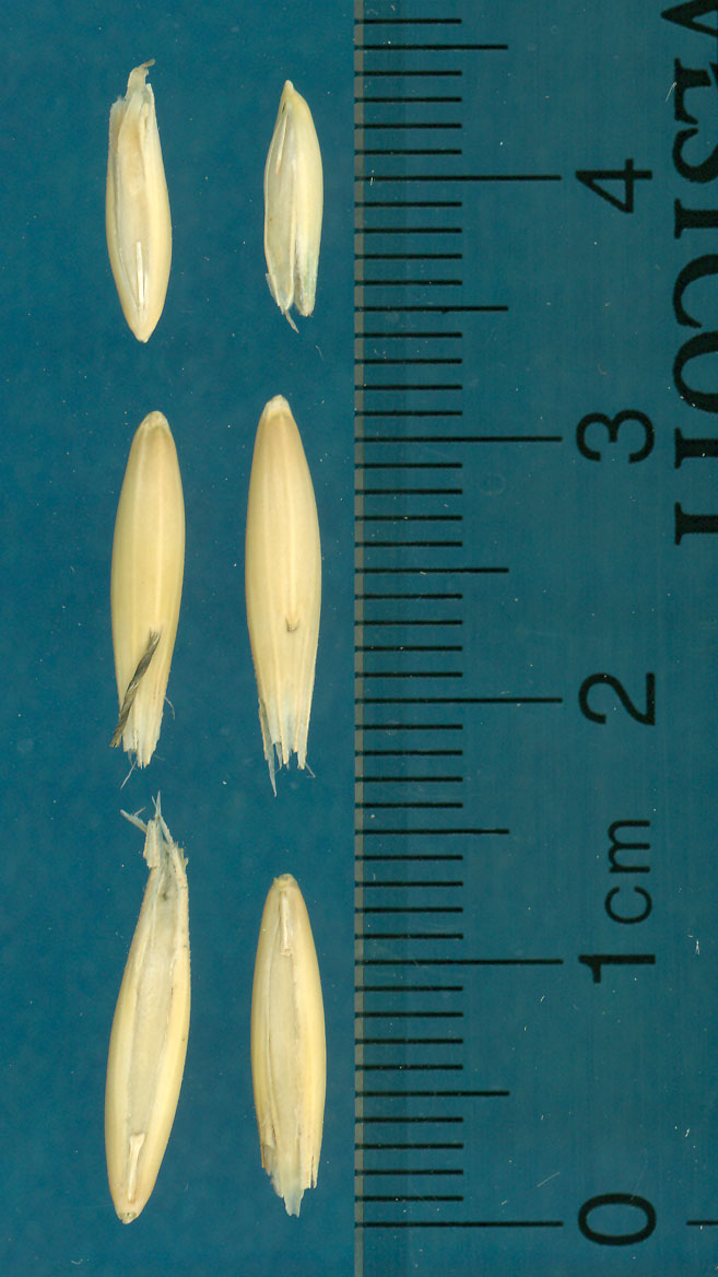 KERNELS