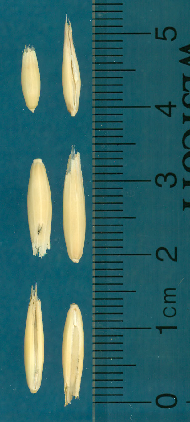Click for 3 image(s) for this accession. KERNELS