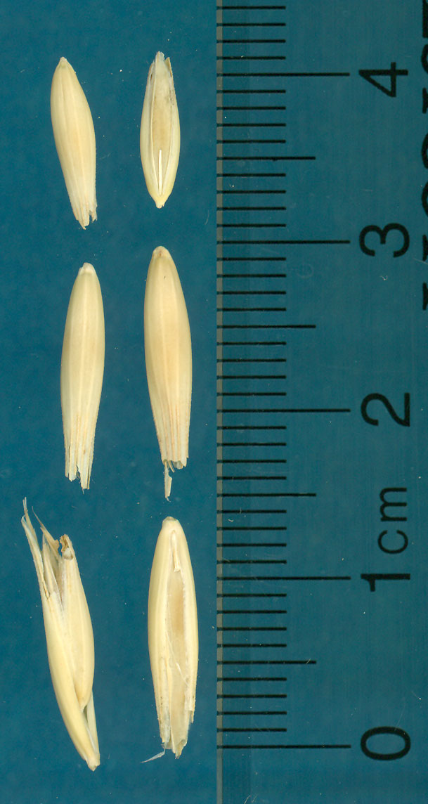 KERNELS