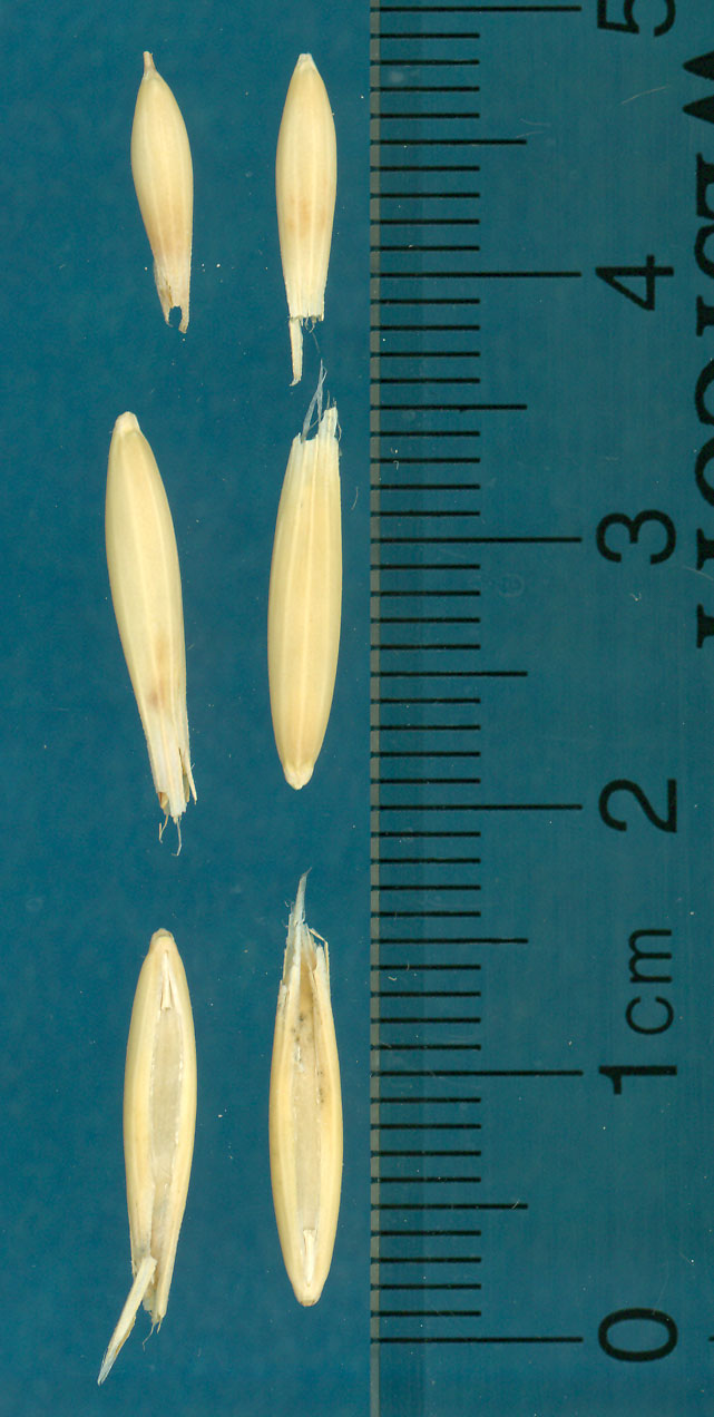 KERNELS
