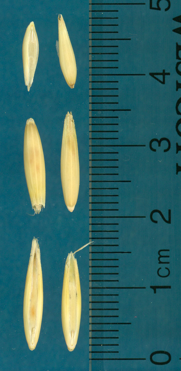 Click for 3 image(s) for this accession. KERNELS