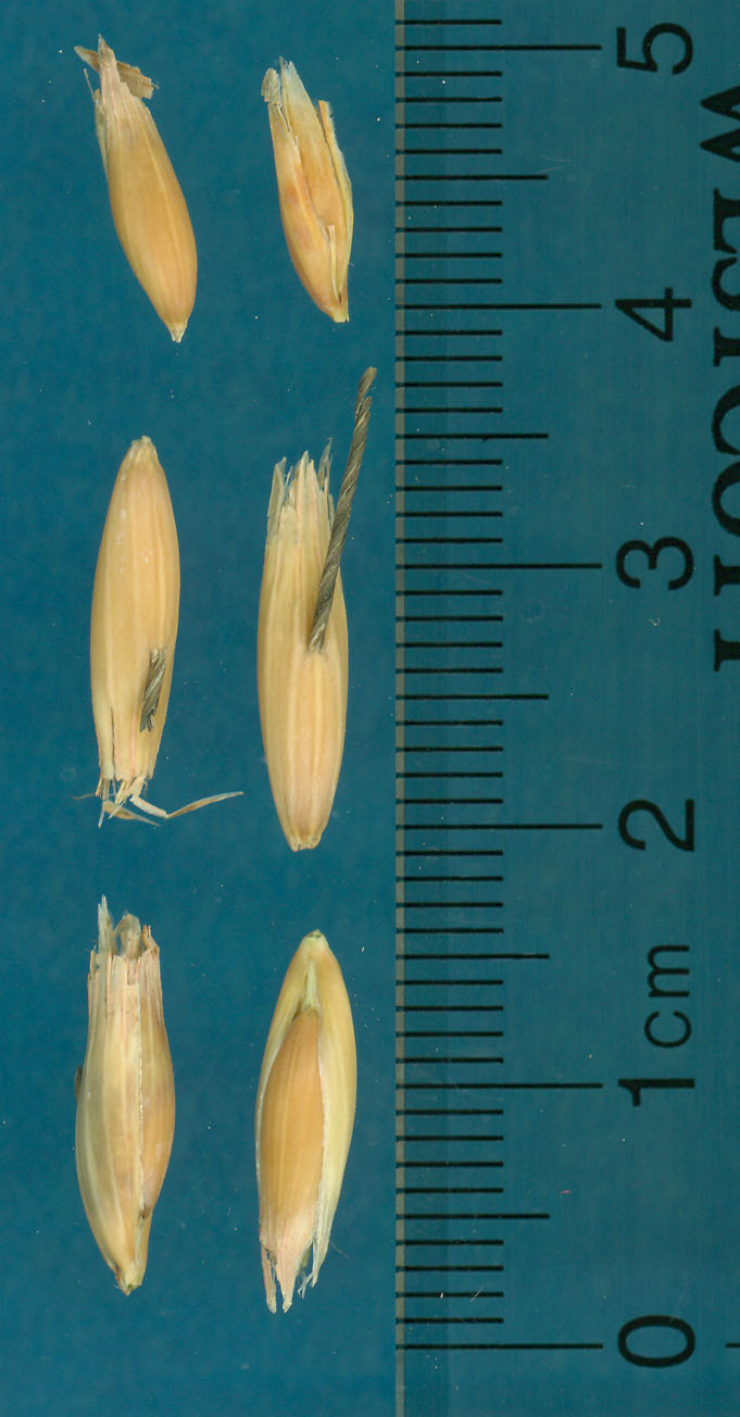 Click for 3 image(s) for this accession. KERNELS