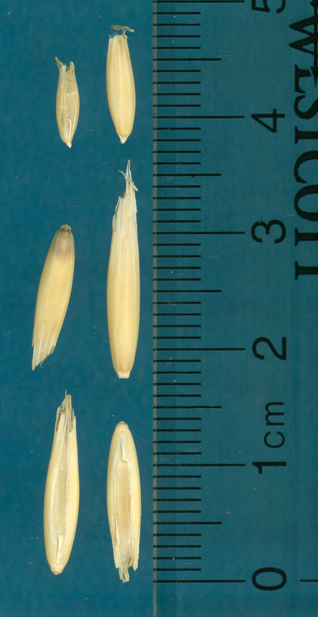 Click for 3 image(s) for this accession. KERNELS