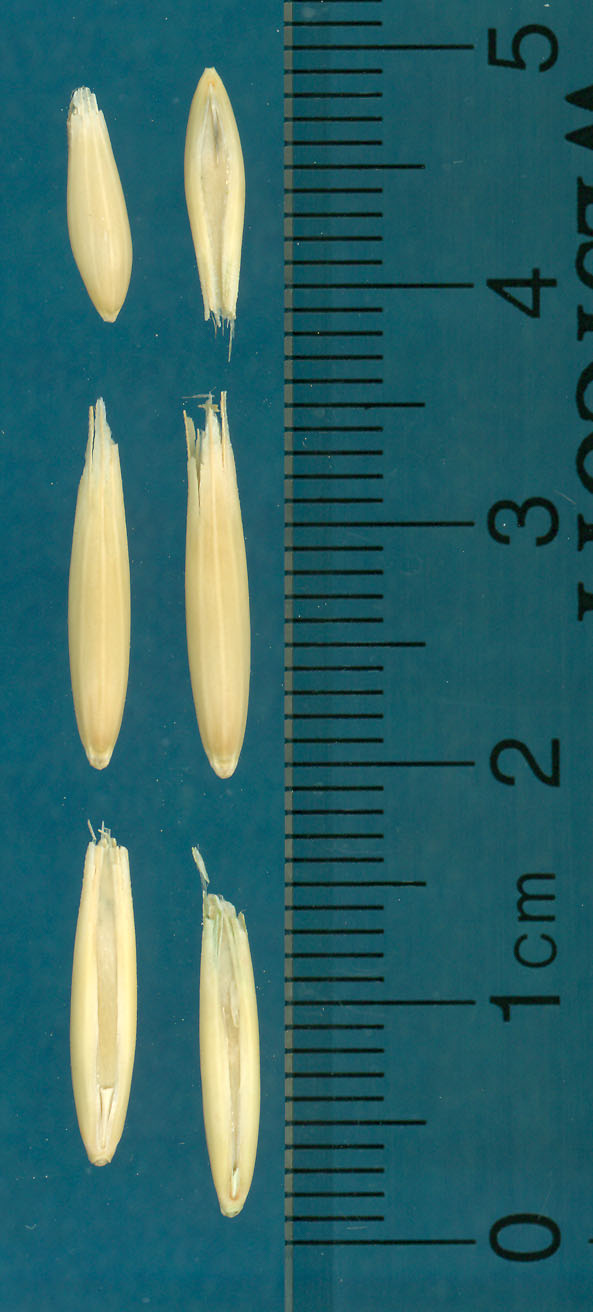 Click for 3 image(s) for this accession. KERNELS