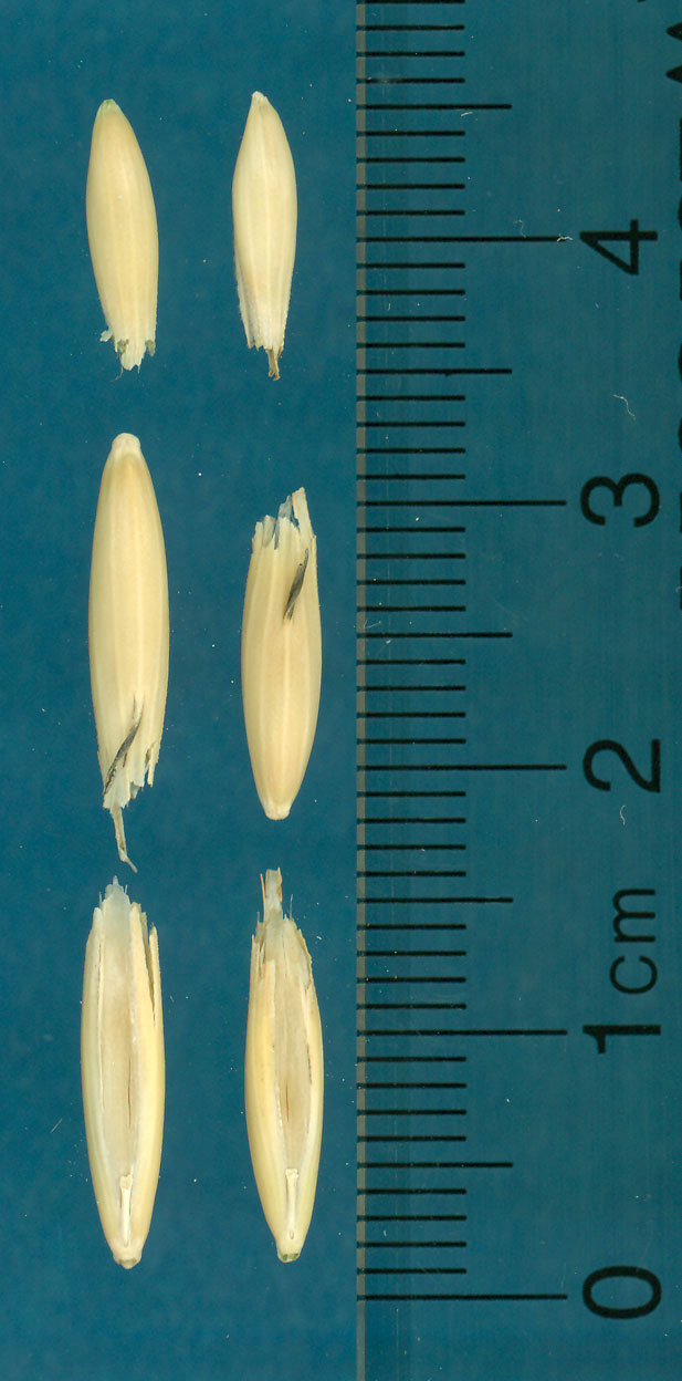 Click for 3 image(s) for this accession. KERNELS
